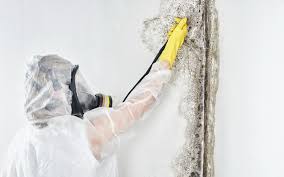 Trusted San Martin, CA Mold Removal & Remediation Experts